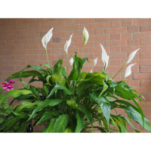 THO_Spathiphyllum